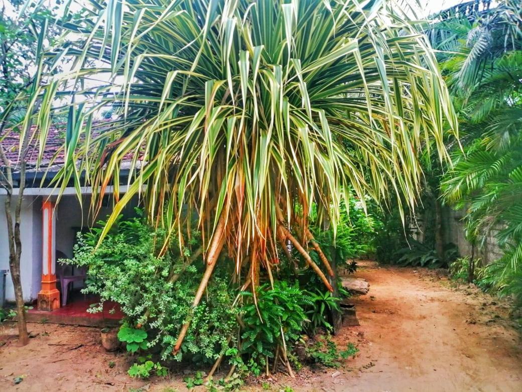 Senith Guest House Mirissa Exterior photo